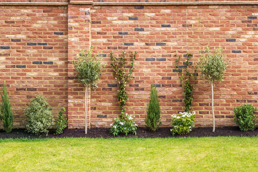 garden landscape with multiple plants and trees against a brick wall featuring six distinct types of greenery