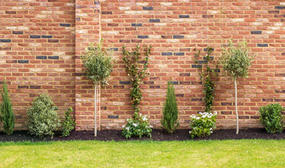 Garden wall with trees in front of it